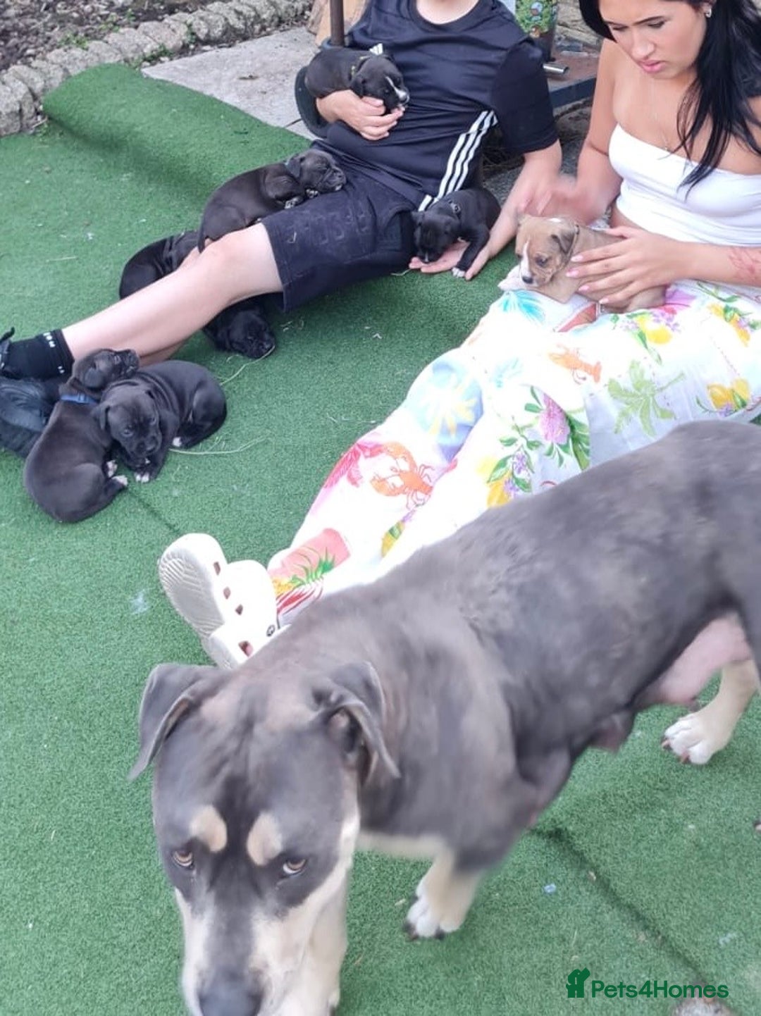 American Bull Staffy dogs for sale: Adorable American Staffordshire Terrier Puppies - Image 11