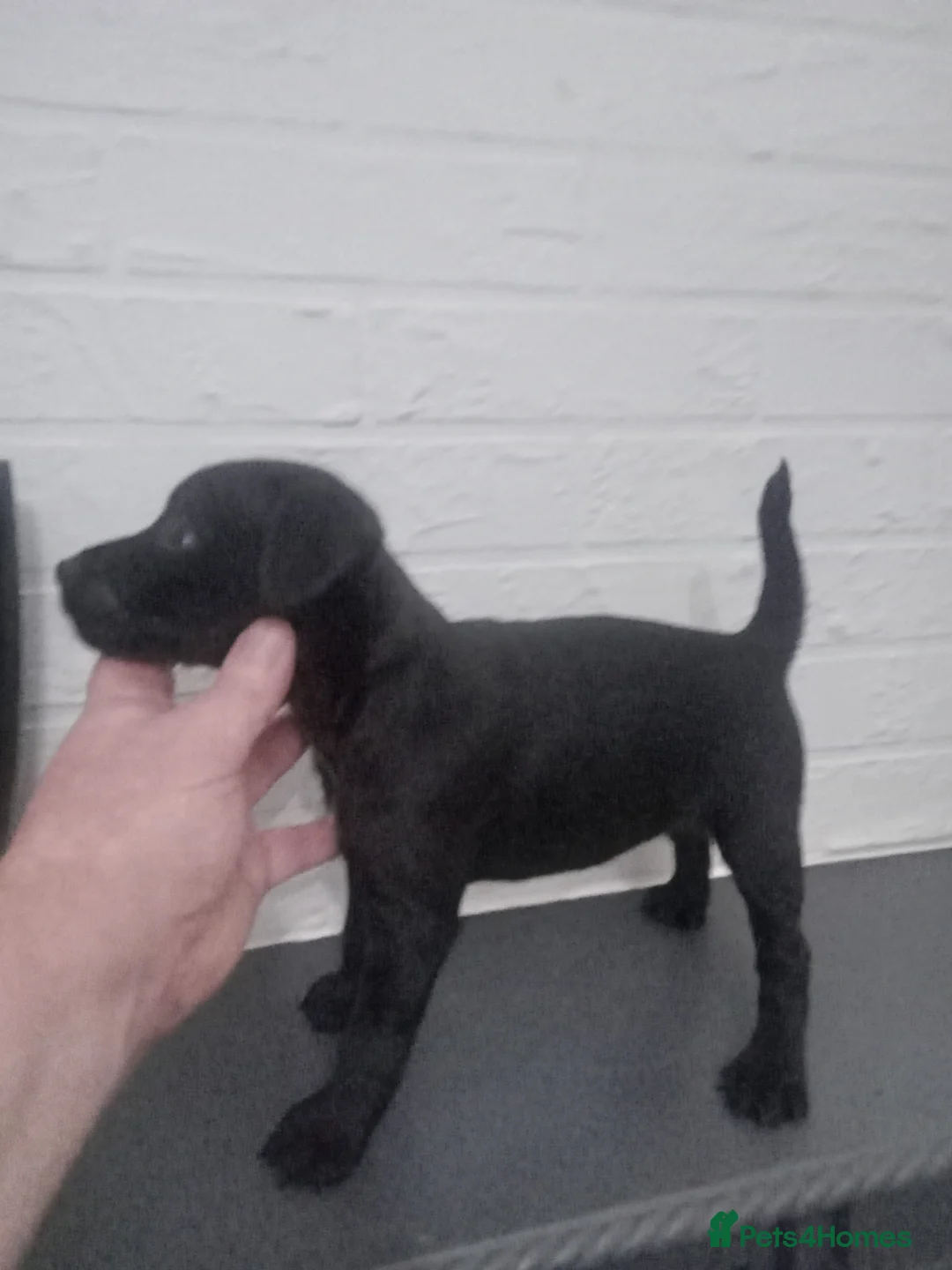 Patterdale Terrier dogs for sale: PATTERDALE PUPS FOR SALE READDY NOW  in Birkenhead - Advert 10