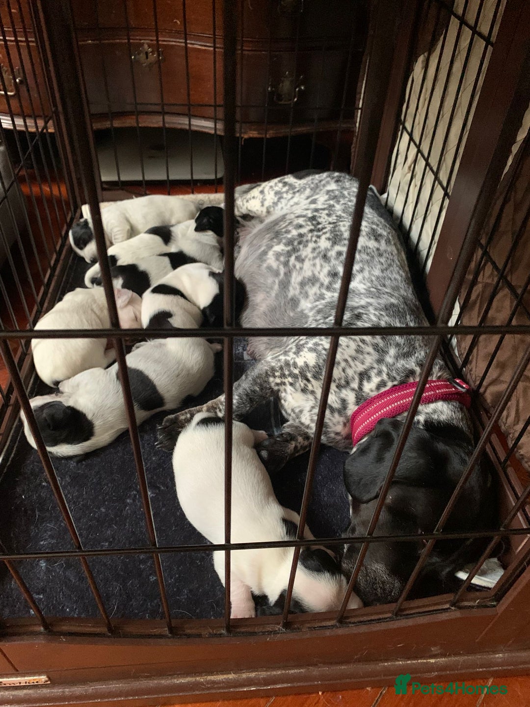 Dachshund dogs for sale: Stunning Dachshund Puppies  - Image 20
