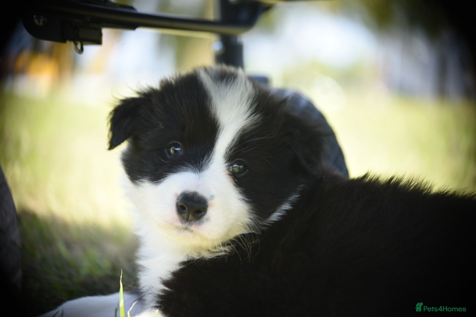 Border Collie dogs 1 health tested boy left - Advert 11