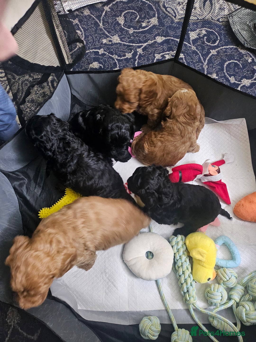 Cavapoo dogs for sale: Gorgeous F1b Toy Cavapoo Babies   - Advert 14