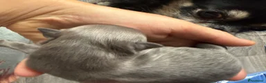 Chihuahua Puppy 2