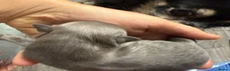 Chihuahua dogs for sale: Long haired chihuahua puppies in Abergavenny - Advert 5