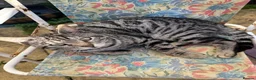 Bengal cats for sale: Cashmere bengals - Advert 5