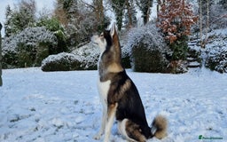 Huskita dogs for stud: Handsome Booboo in Stockport - Image 1