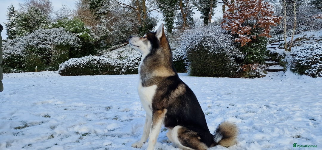 Huskita dogs for stud: Handsome Booboo in Stockport - Image 1
