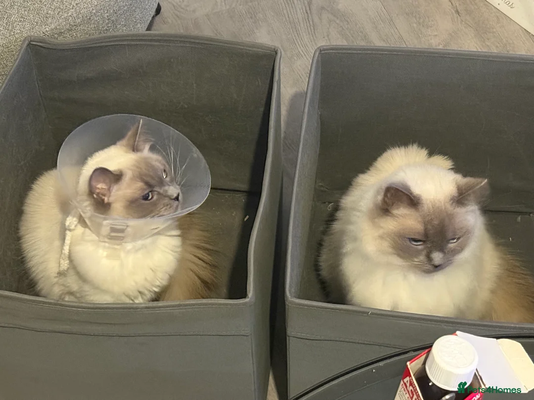 Ragdoll cats for sale: Ragdoll- full pedigree registered  - Advert 6