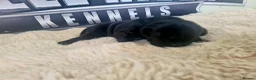 Staffordshire Bull Terrier dogs for sale: Kassius Staffordshire bull terrier pups for sale  in Middlesbrough - Advert 26