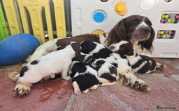 English Springer Spaniel dogs for sale: KC clear DNA vax vetted Springer Pups - Image 18