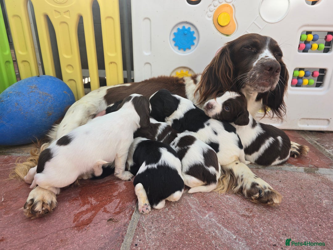 English Springer Spaniel dogs for sale: KC clear DNA vax vetted Springer Pups - Image 18