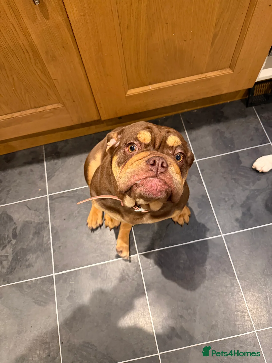 English Bulldog dogs for sale: Beautiful chocolate brown English bulldog  - Advert 6