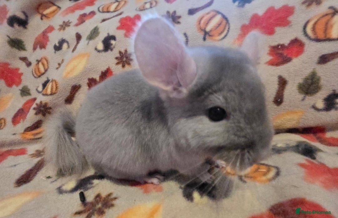 Chinchilla rodents for sale: Gorgeous Female Chinchilla  - Image 6