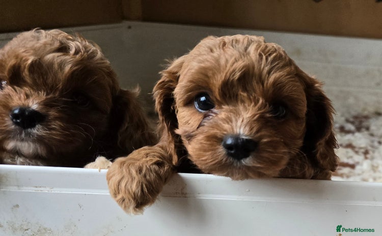 Cavapoo dogs - Advert 3