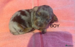 Miniature Dachshund dogs for sale: Long haired Minature Dachshund  - Image 9