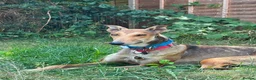 Mixed Breed dogs for adoption: Beautiful Feliza  the amazing Mum in Cheltenham - Advert 3