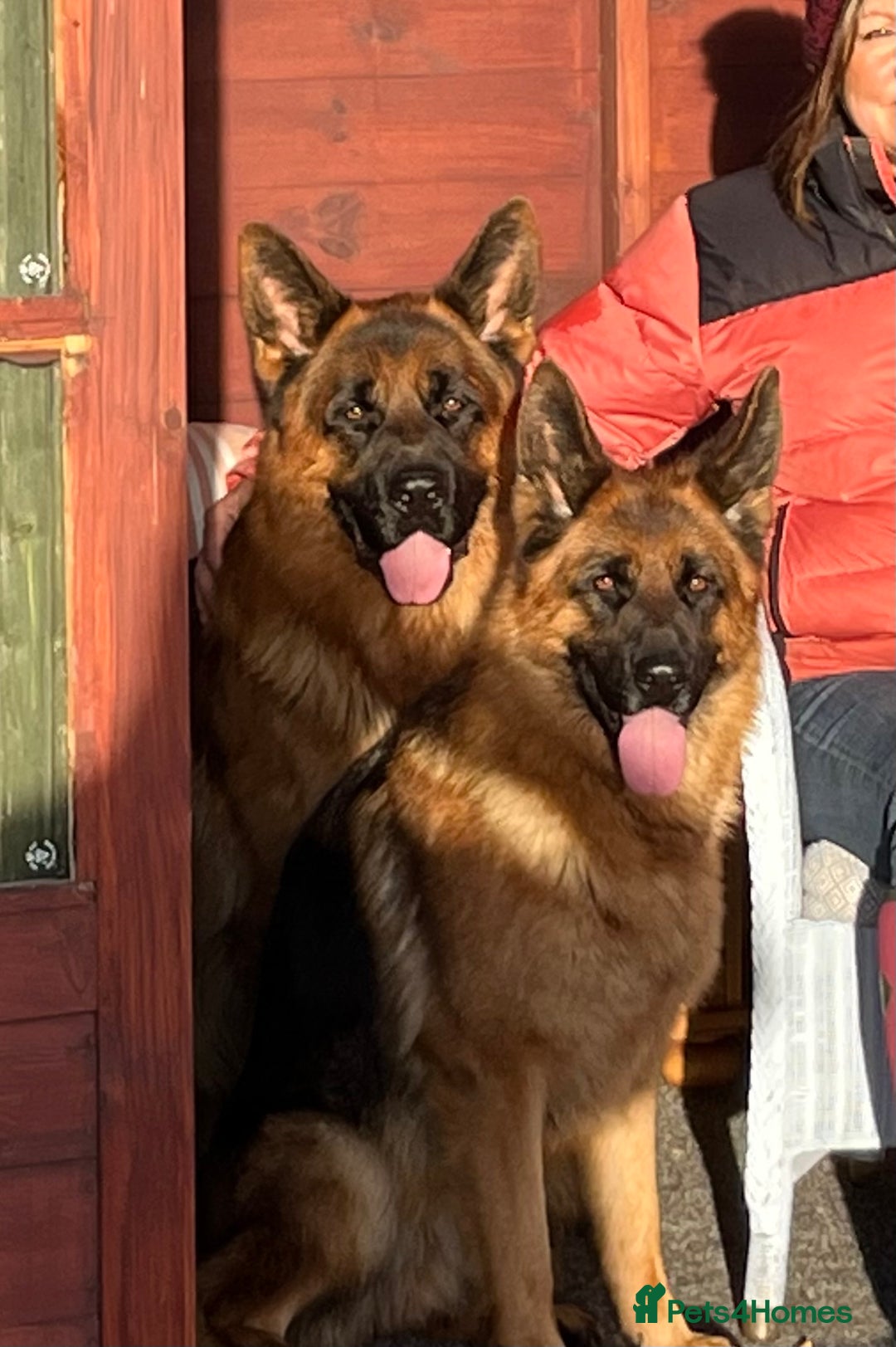 German Shepherd dogs for sale: Litter of puppies with a World Class Pedigree  - Advert 26