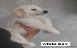 Labradoodle dogs for sale: Beautiful labradoodle pups  - Image 21
