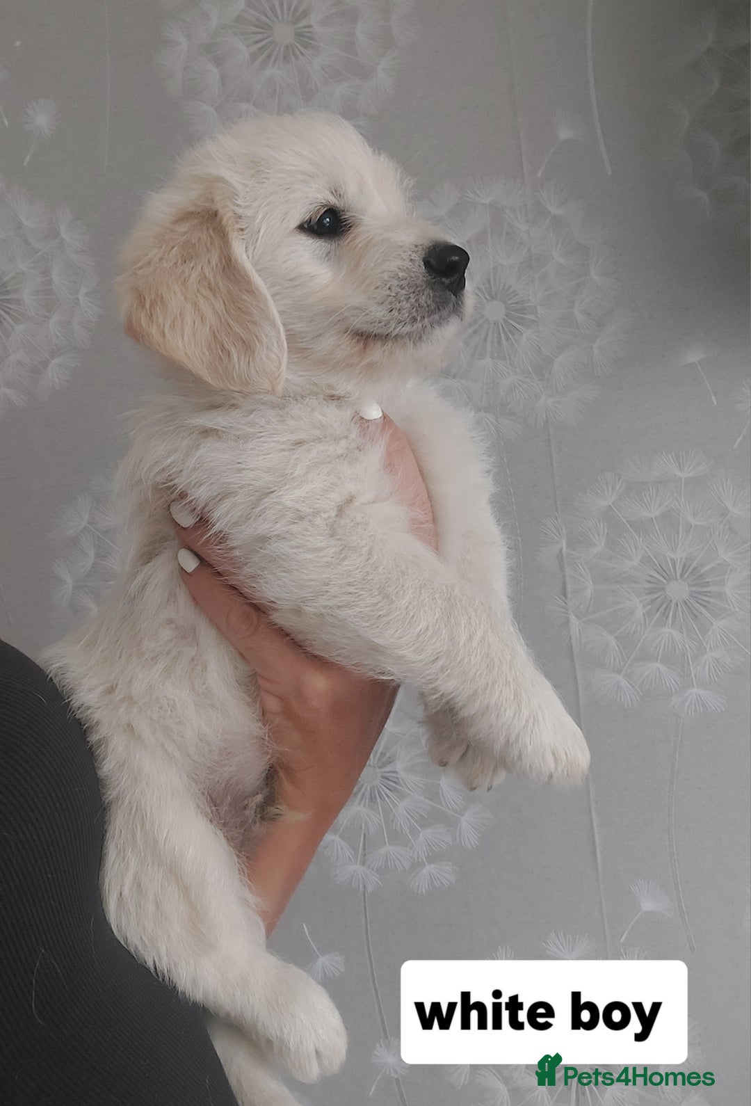 Labradoodle dogs for sale: Beautiful labradoodle pups  - Image 21
