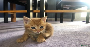 Mixed Breed cats Stunning Ginger Bengal x Ragdoll kittens ready now - Advert 3