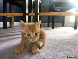 Mixed Breed cats Stunning Ginger Bengal x Ragdoll kittens ready now - Advert 3
