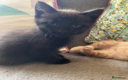 Domestic Shorthair cats for sale: Shorthair Kittens - Image 24