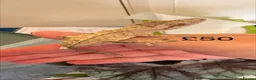 Gecko reptiles for sale: Crested Geckos various  in Burgess Hill - Advert 8