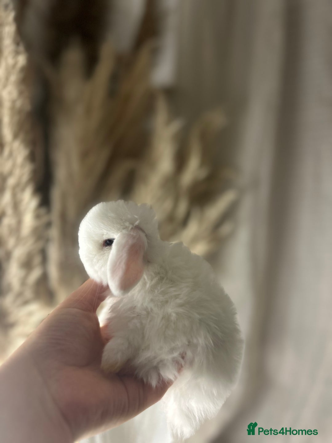 Mini Lop rabbits for sale: ⭐️MINIATURE LOPS AVAILABLE⭐️ - Image 2