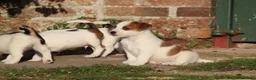 Jack Russell dogs for sale: Jack Russell Puppies for sale - Advert 3
