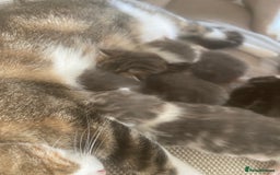 Domestic Shorthair cats for sale: Three beautiful playful kittens. - Image 11