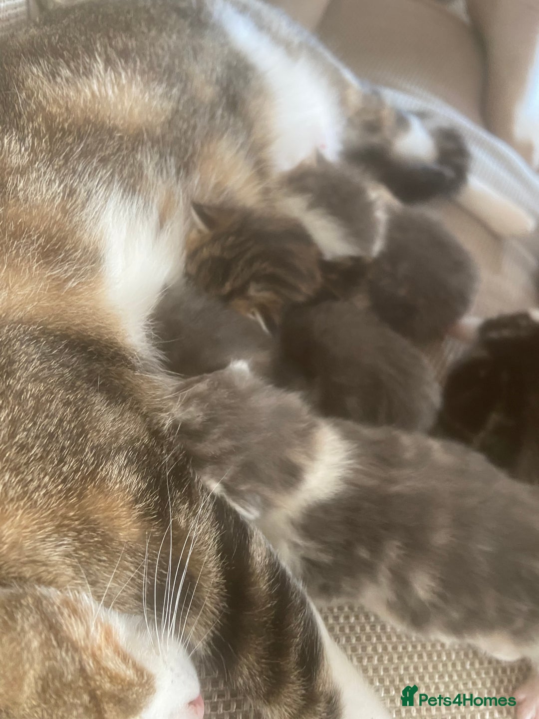 Domestic Shorthair cats for sale: Three beautiful playful kittens. - Image 11