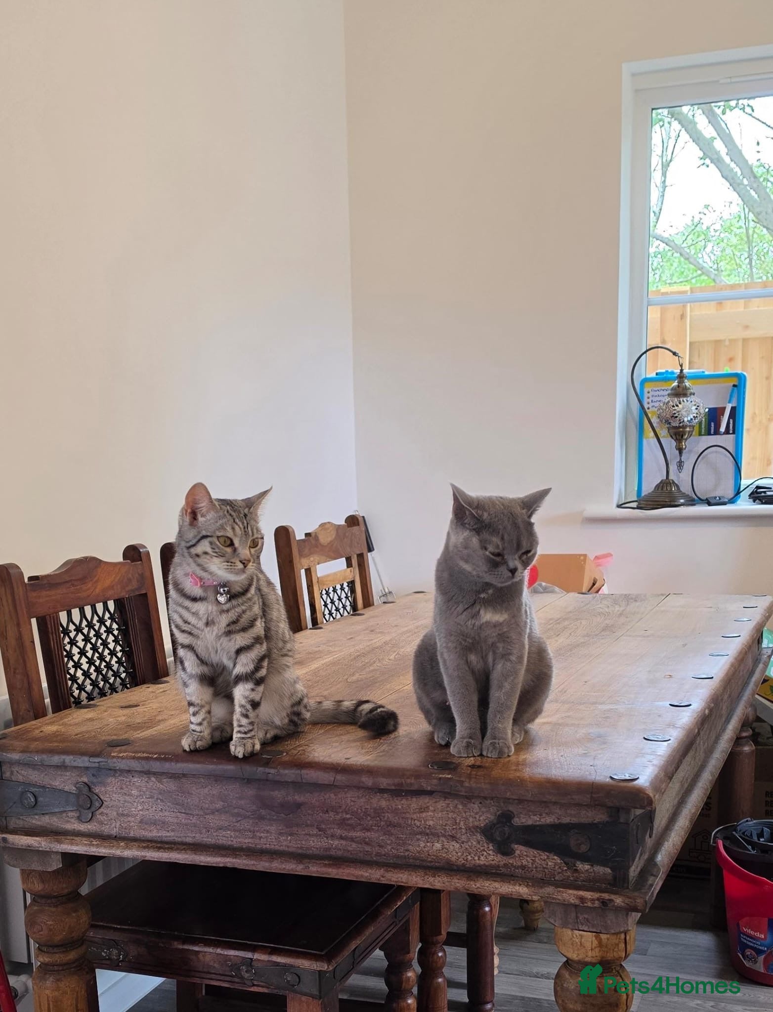 Mixed Breed cats for sale: Bengal cross and British short haired  - Advert 1