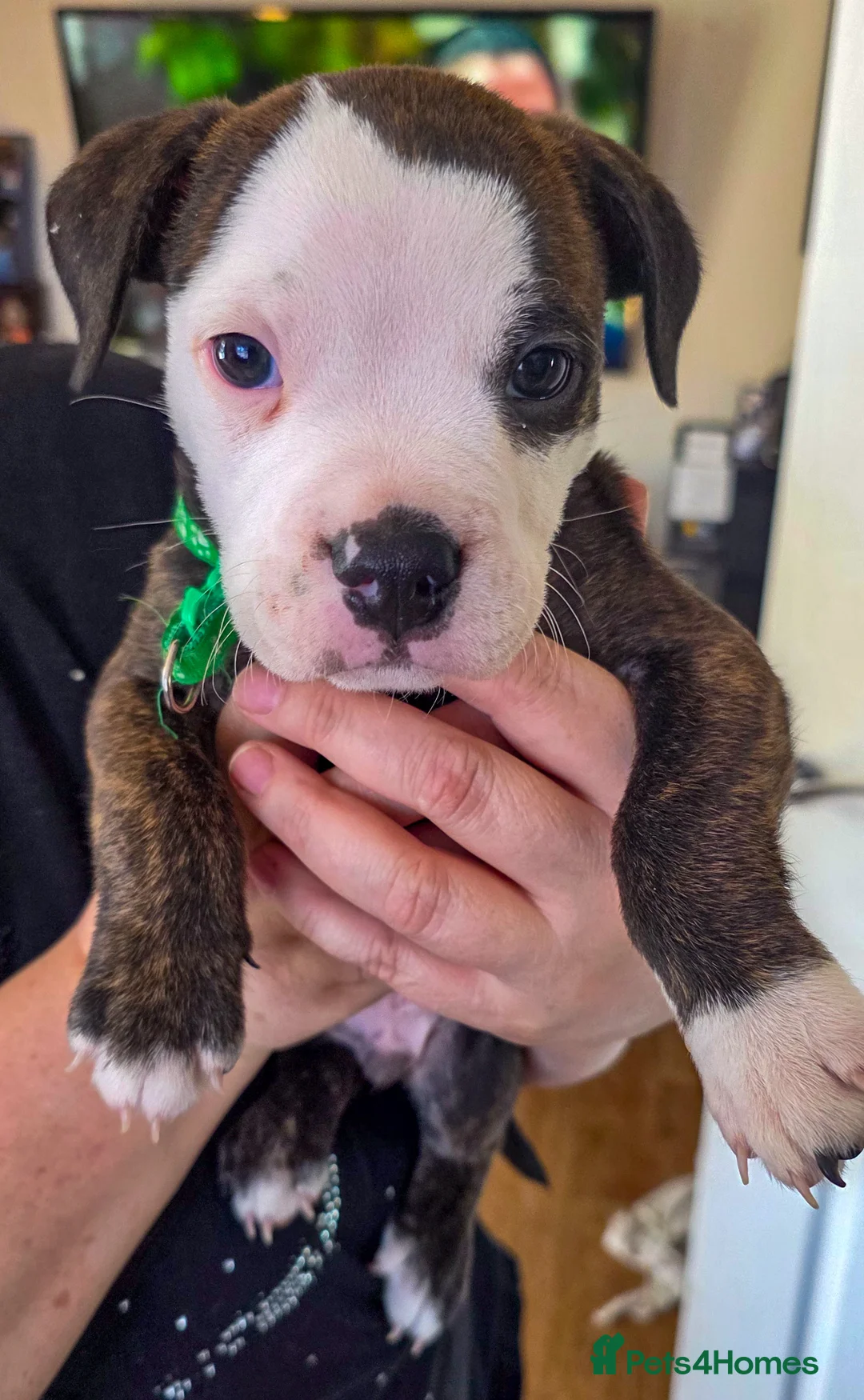 Mixed Breed dogs for sale: English Bulldog Staffy Puppies Loving Homes Wanted in Worksop - Advert 2