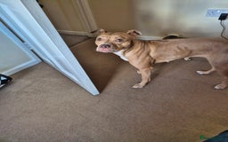 Mixed Breed dogs for sale: American Bull dog (cross) - Image 1