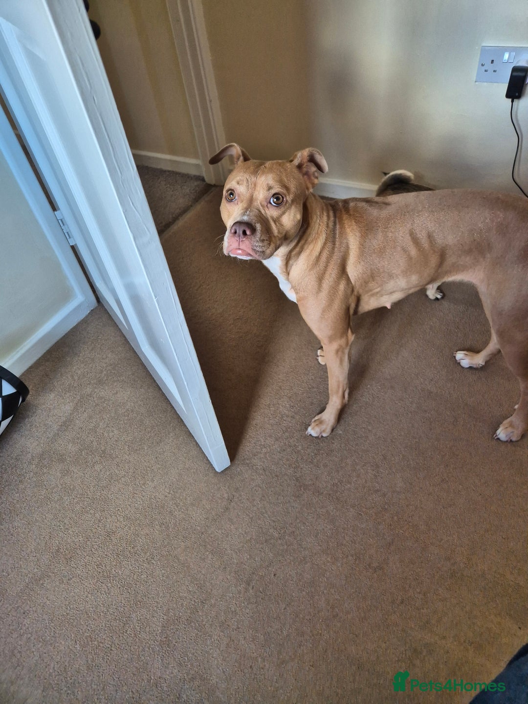 Mixed Breed dogs for sale: American Bull dog (cross) - Image 1