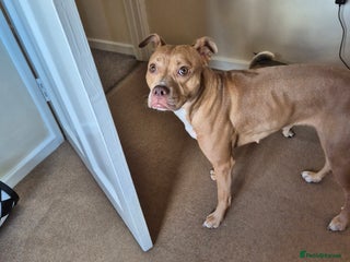 Mixed Breed dogs - Advert 17