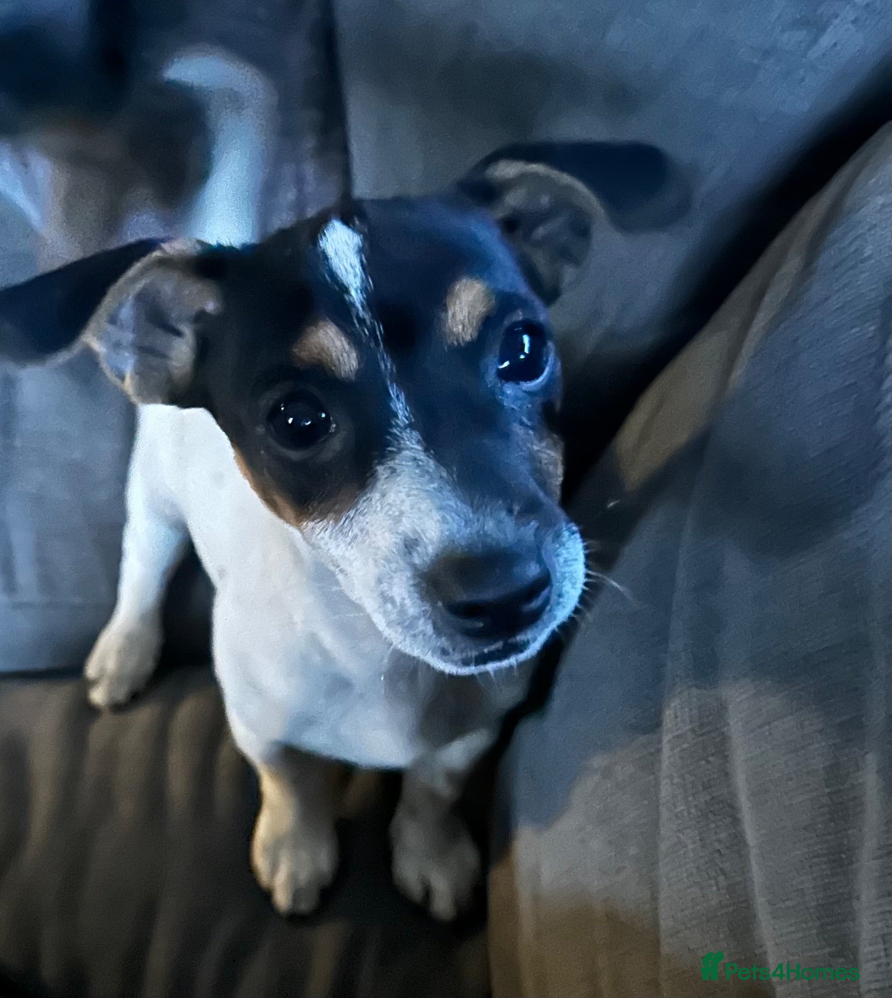 Jack Russell dogs Male jack russell  - Advert 1