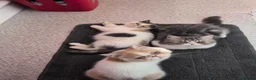 Exotic cats for sale: ✨ SKY LIGHT — EXOTIC SHORTHAIR FEMALE ✨ in Eastbourne - Advert 7
