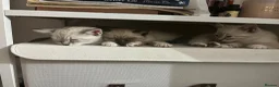 Snowshoe cats for sale: Beautiful Snowshoe x Ragdoll Cross Kittens 🐾 in Bournemouth - Advert 3