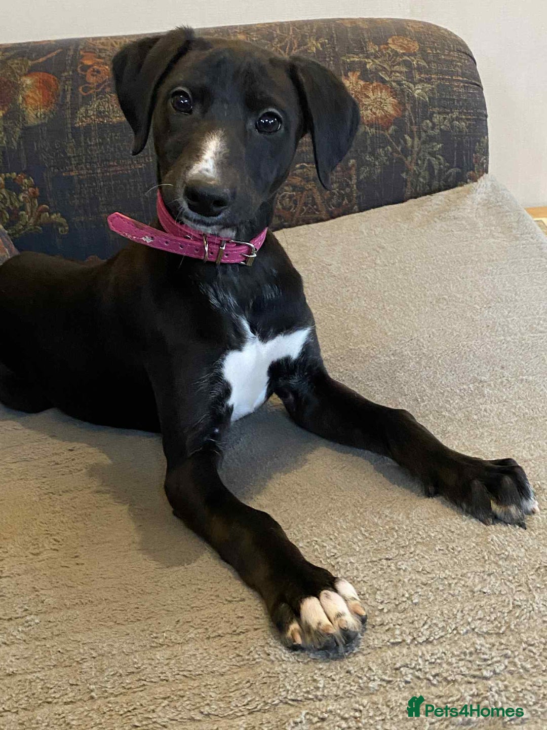 Mixed Breed dogs for sale: Beautiful Saluki x Whippet puppies - Advert 7