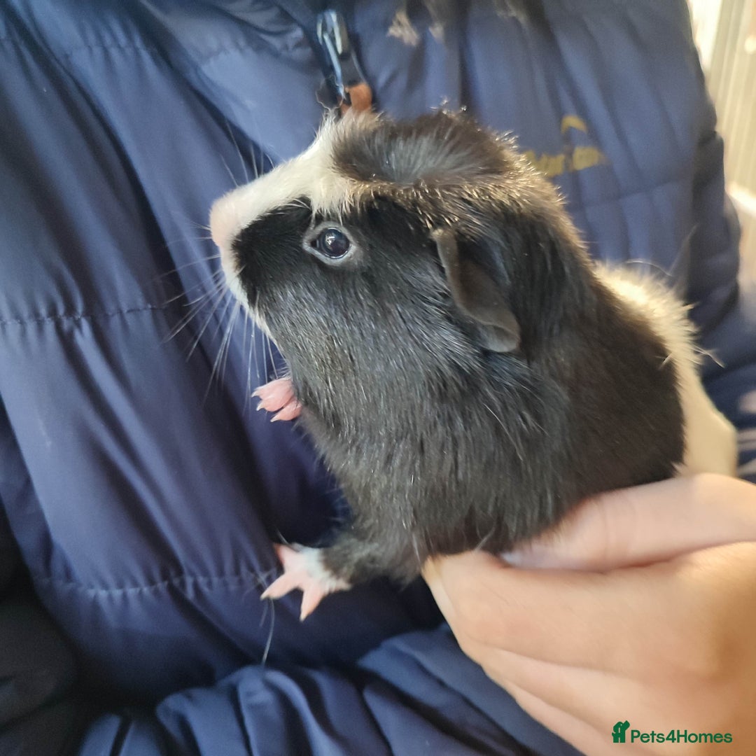 Guinea Pig rodents for sale: Guinea pigs for sale  - Advert 16
