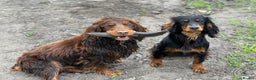 Cocker Spaniel dogs for stud: Proven Stud - Working Cocker Spaniel in Middlewich - Advert 24