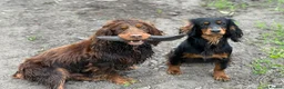 Cocker Spaniel dogs for stud: Proven Stud - Working Cocker Spaniel in Middlewich - Advert 24
