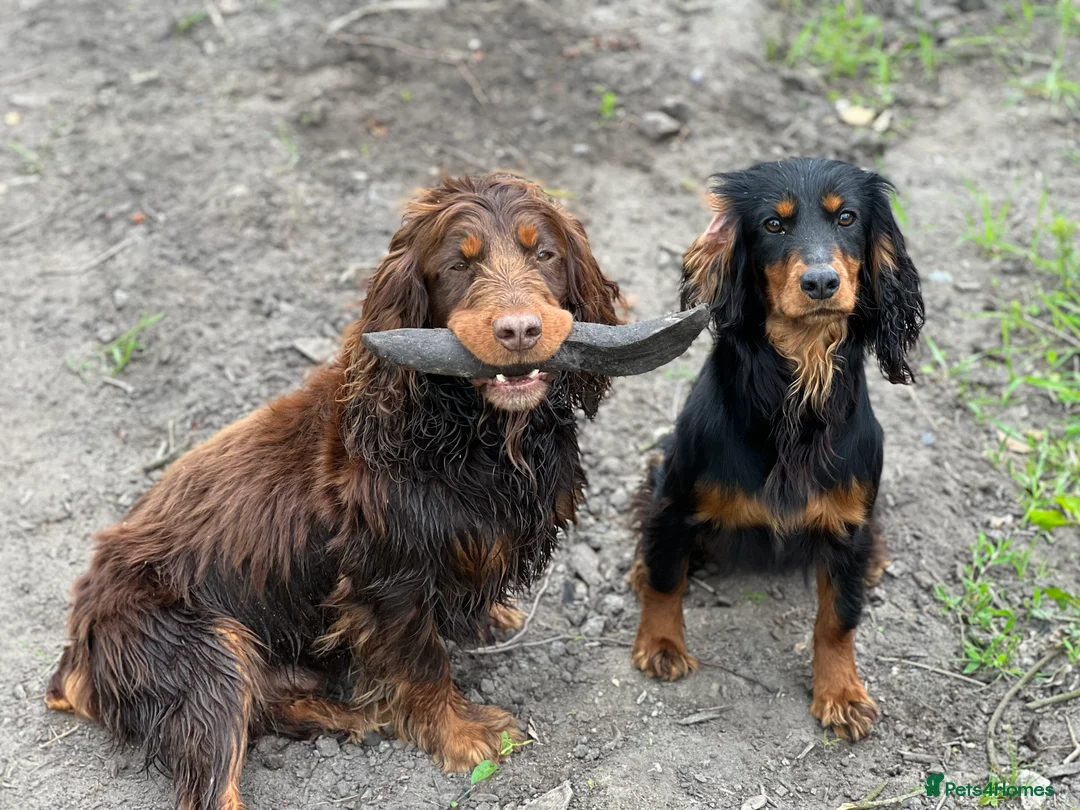 Cocker Spaniel dogs for stud: Proven Stud - Working Cocker Spaniel in Middlewich - Advert 24