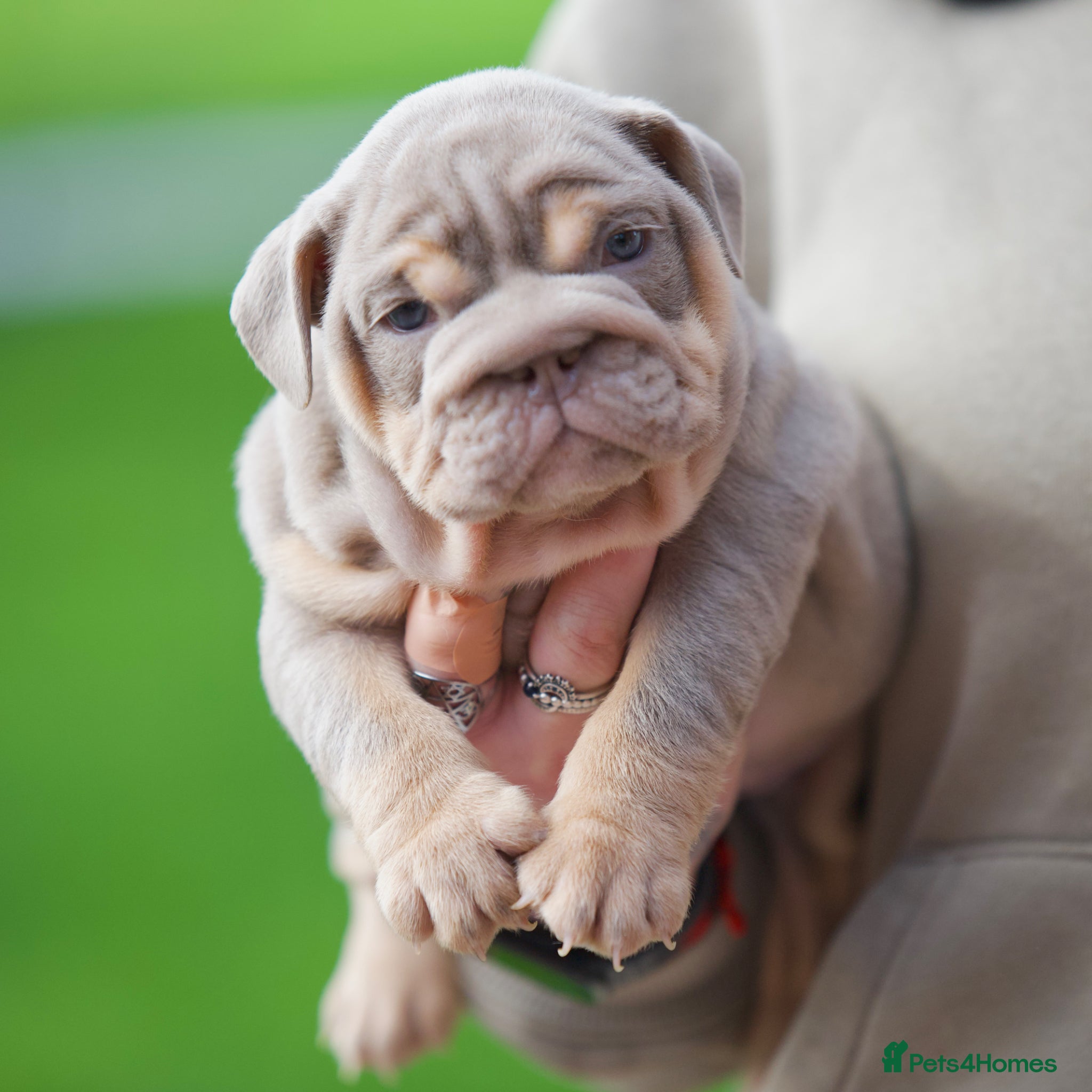 English Bulldog dogs ***EPIC BULLYZ PUPPIES*** - Advert 1