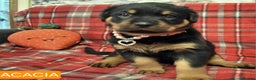 Rottweiler dogs for sale: KC chunky rottweiler puppies - Advert 23