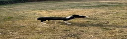 Border Collie dogs for sale: Sue - border collie for pet home  - Advert 1