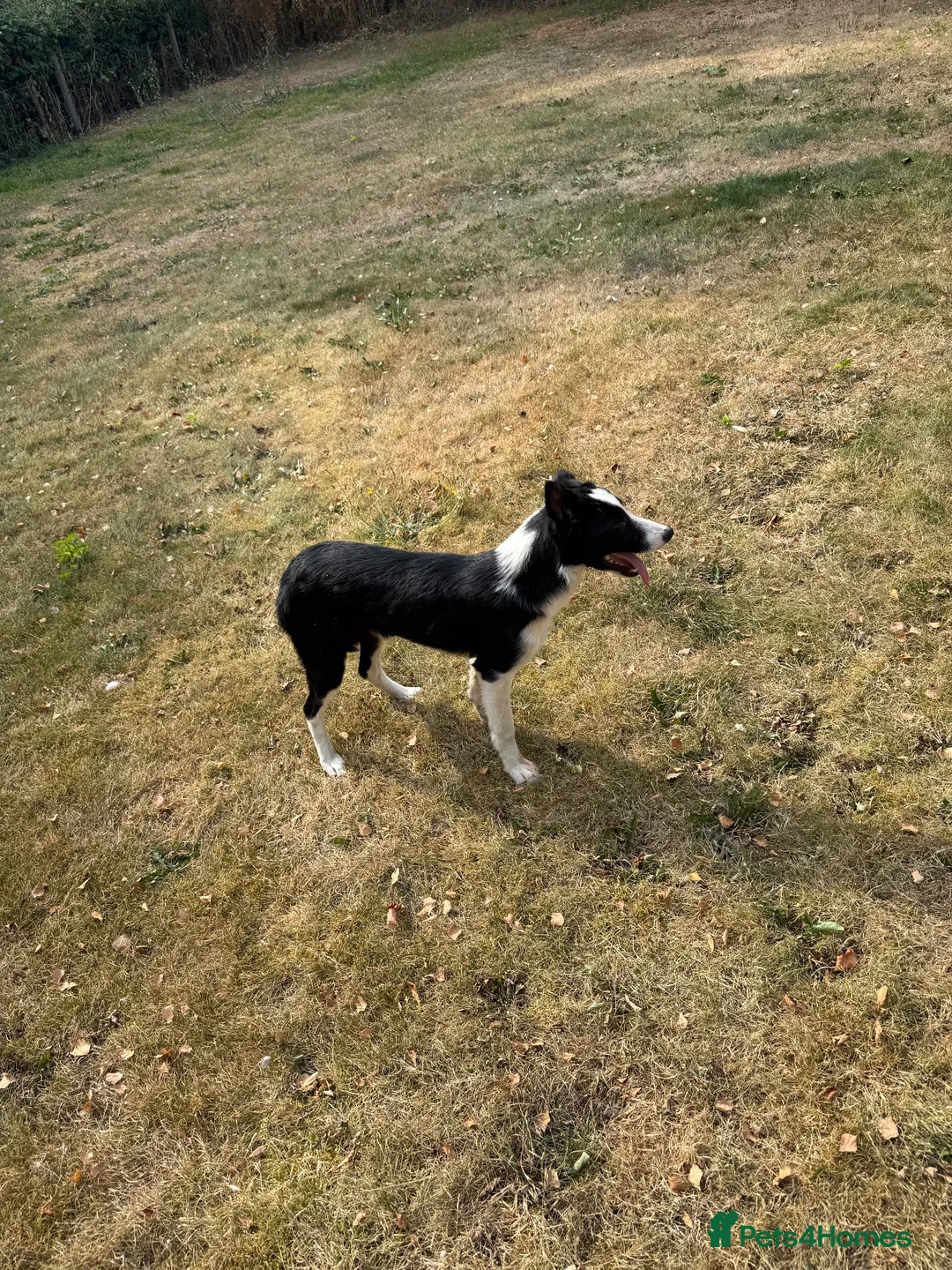 Border Collie dogs for sale: Sue - border collie for pet home  - Advert 1