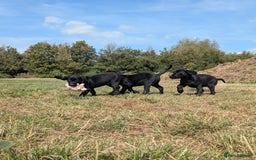 Labrador Retriever dogs for sale: Gorgeous black lab pups,FULLY HEALTH TEST PARENT - Image 7