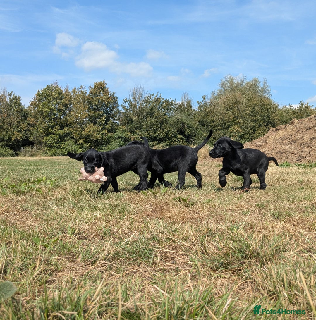 Labrador Retriever dogs for sale: Gorgeous black lab pups,FULLY HEALTH TEST PARENT - Image 7