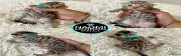 Bengal cats for sale: 🌈 BENGAL KITTENS FOR SALE! 🌈 🩷❤️🧡💛💚🩵 - Advert 5